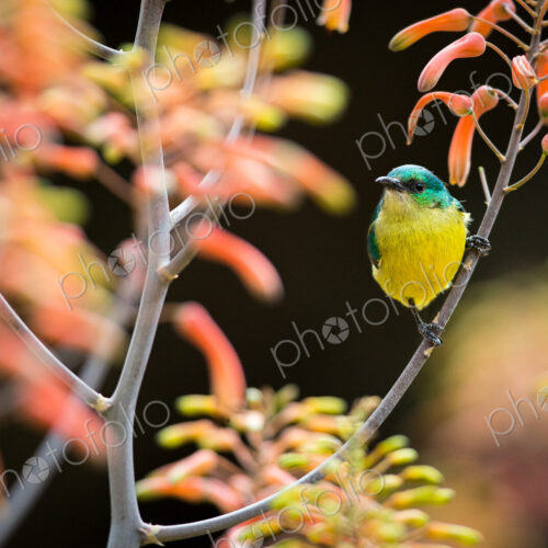 A female collared sunbird, Hedydipna collaris, perches on an aloe flower, Aloe arborescens A female collared sunbird, Hedydipna collaris, perches on an aloe flower, Aloe arborescens