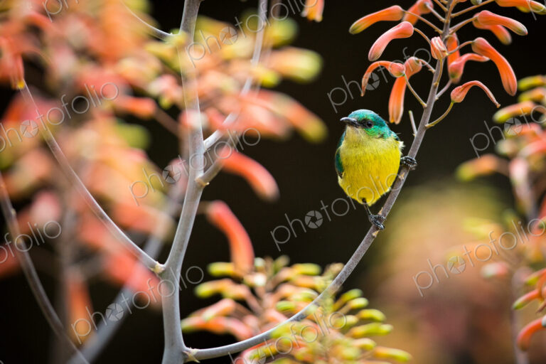 A female collared sunbird, Hedydipna collaris, perches on an aloe flower, Aloe arborescens