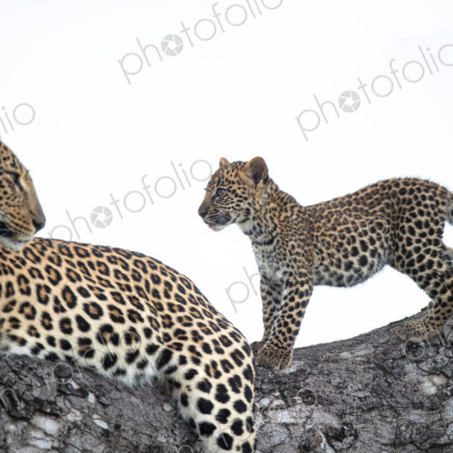 A female leopard, Panthera pardus, and her cub in a tree. A female leopard, Panthera pardus, and her cub in a tree.