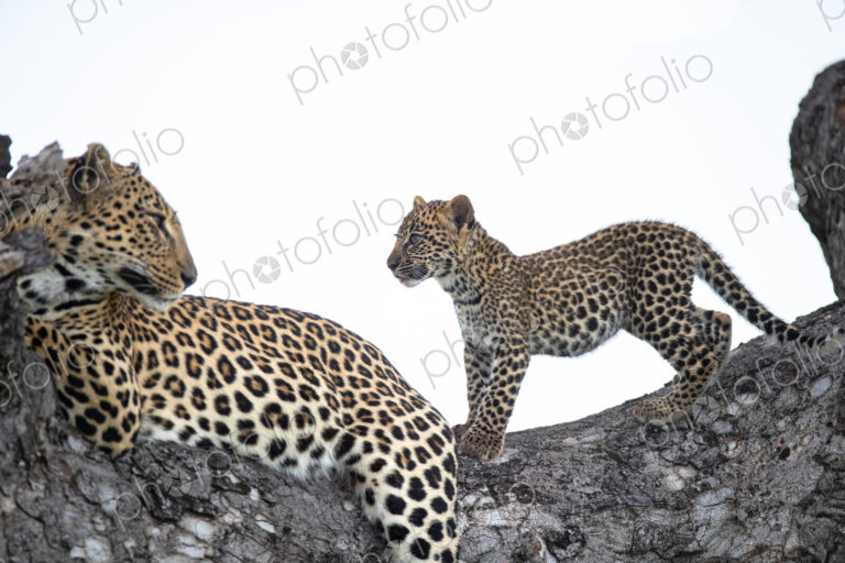 A female leopard, Panthera pardus, and her cub in a tree.
