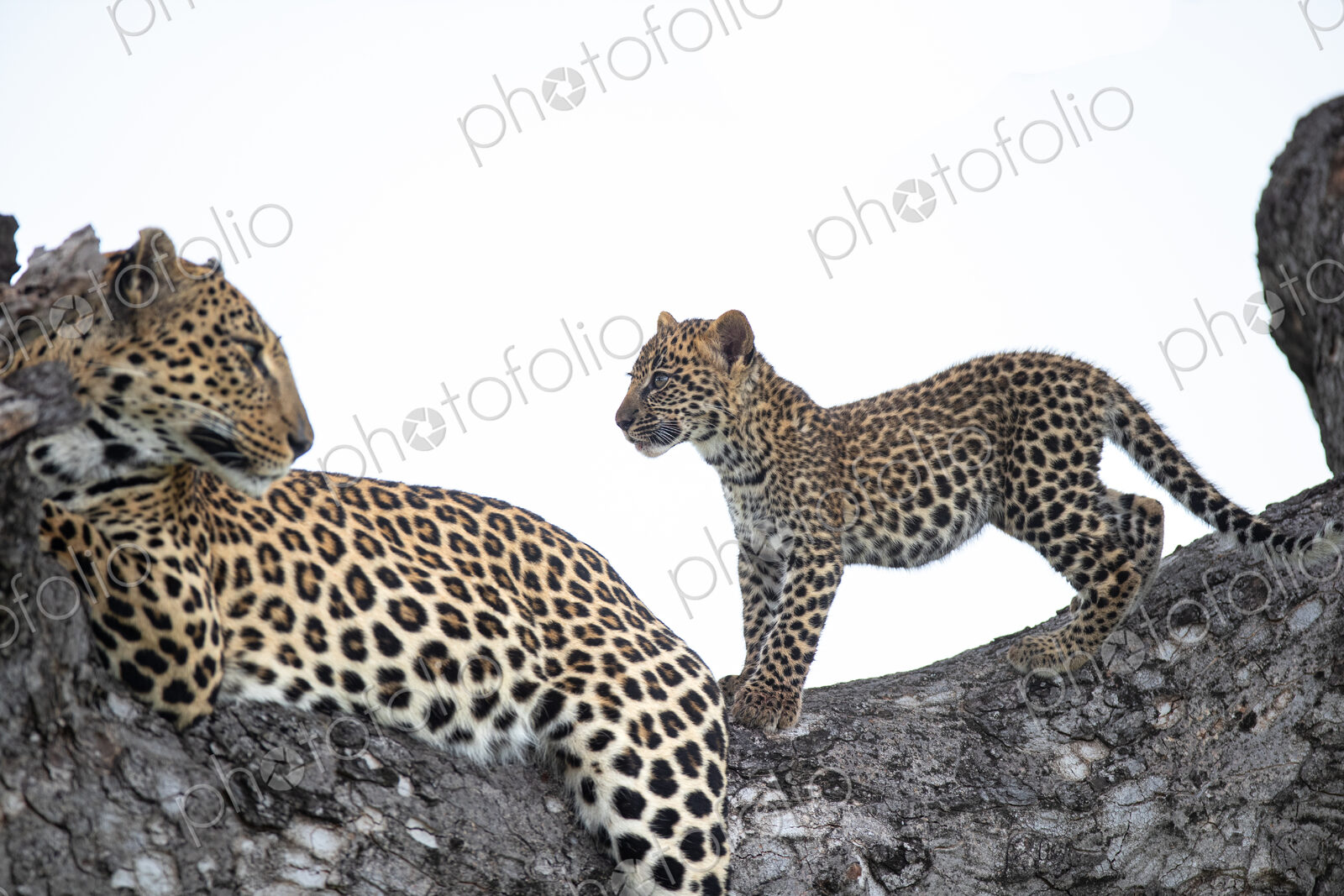 A female leopard, Panthera pardus, and her cub in a tree.