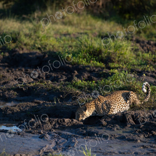 A female leopard, Panthera pardus, drinking from a pond. A female leopard, Panthera pardus, drinking from a pond.