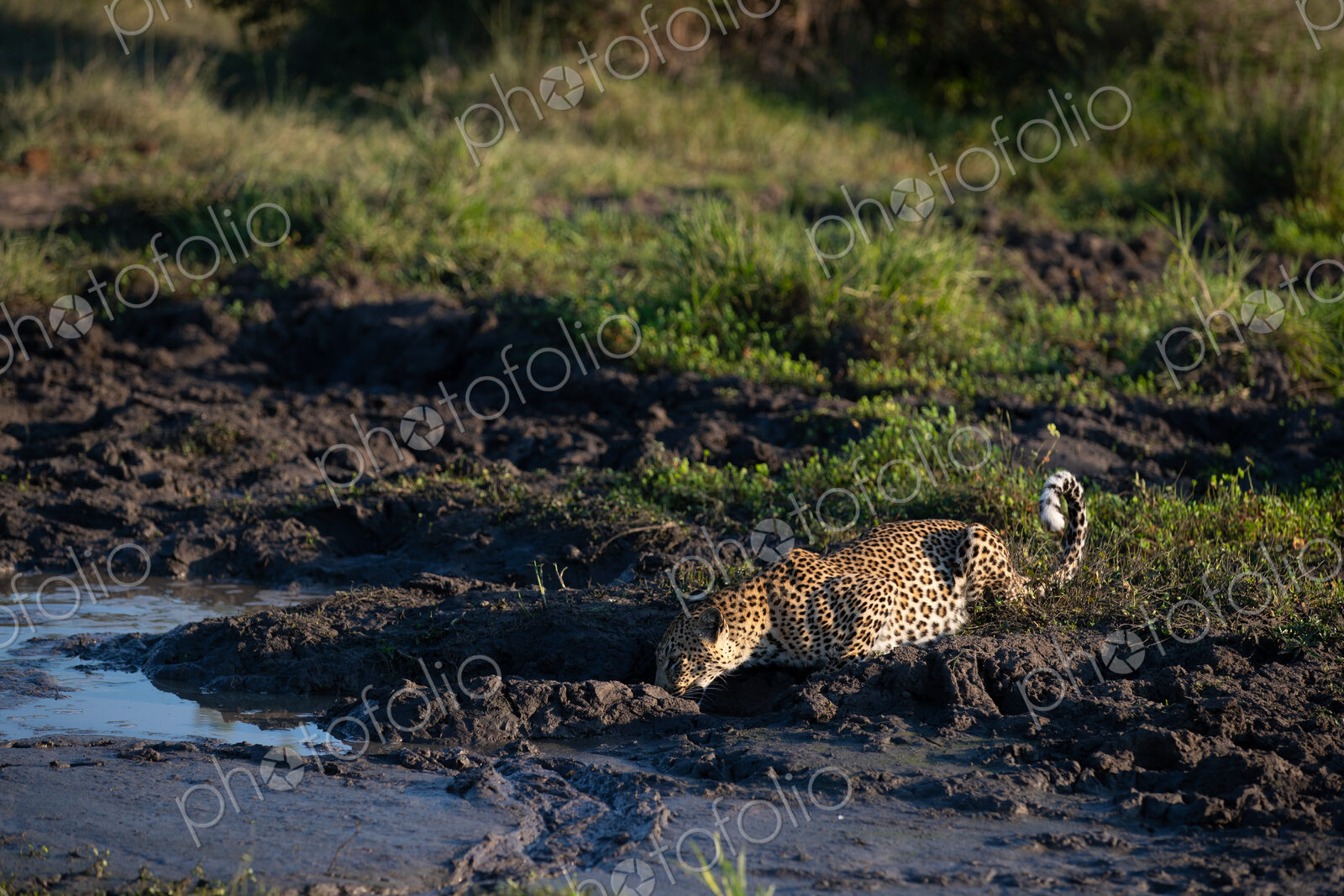 A female leopard, Panthera pardus, drinking from a pond.