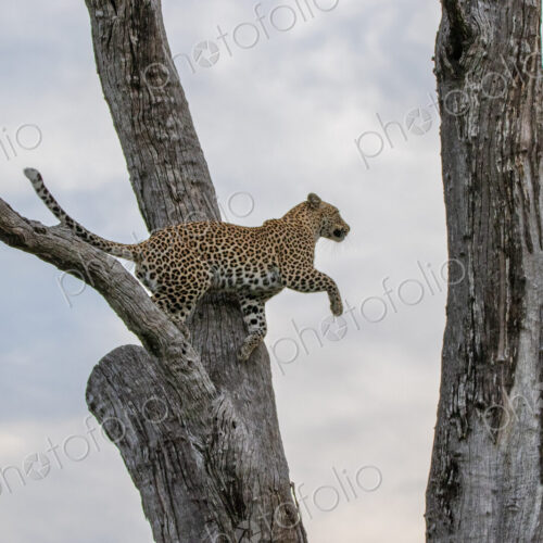 A female leopard, Panthera pardus, jumping to a branch. A female leopard, Panthera pardus, jumping to a branch.
