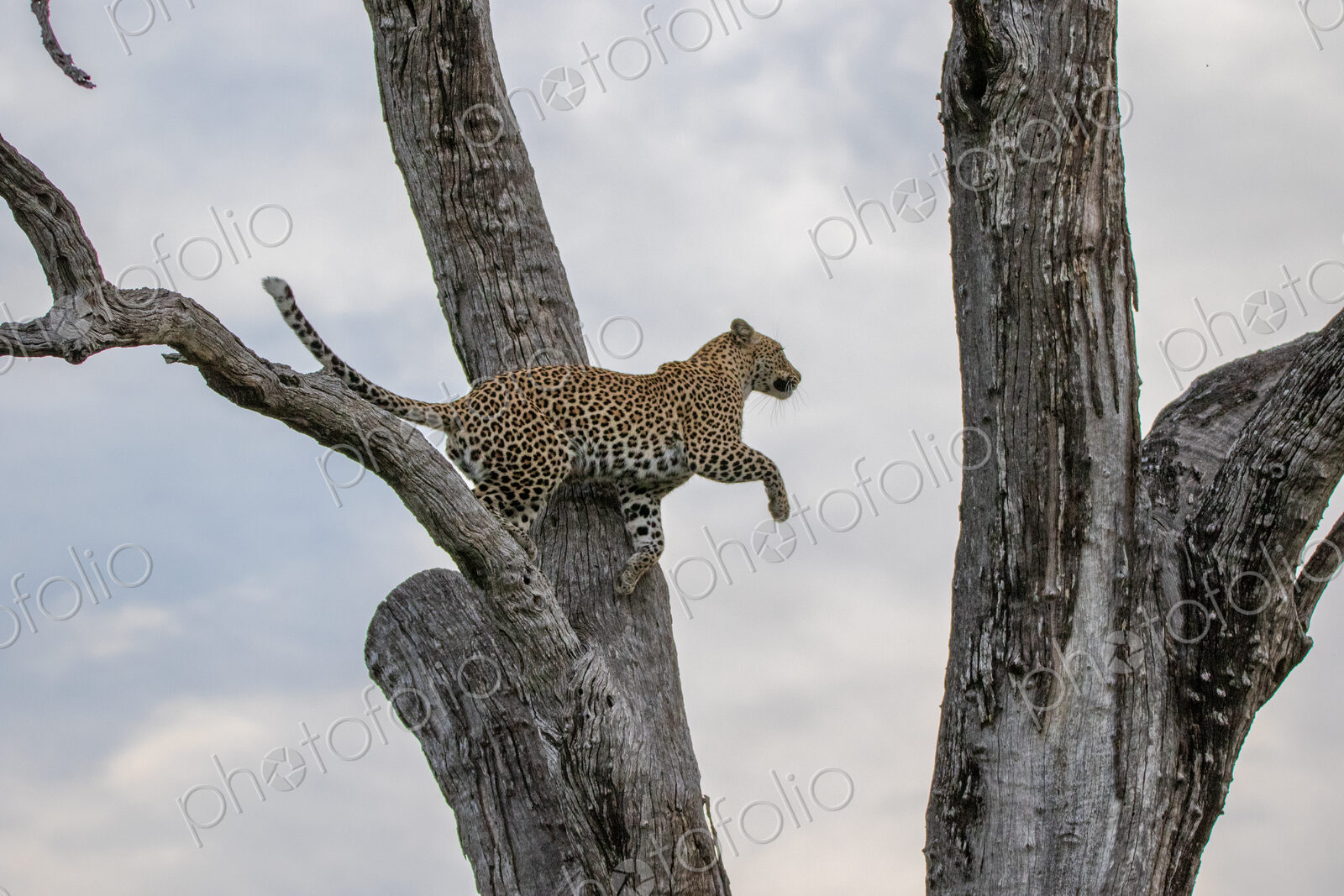 A female leopard, Panthera pardus, jumping to a branch.