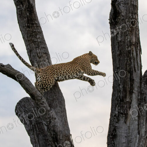 A female leopard, Panthera pardus, jumping to a branch. A female leopard, Panthera pardus, jumping to a branch.