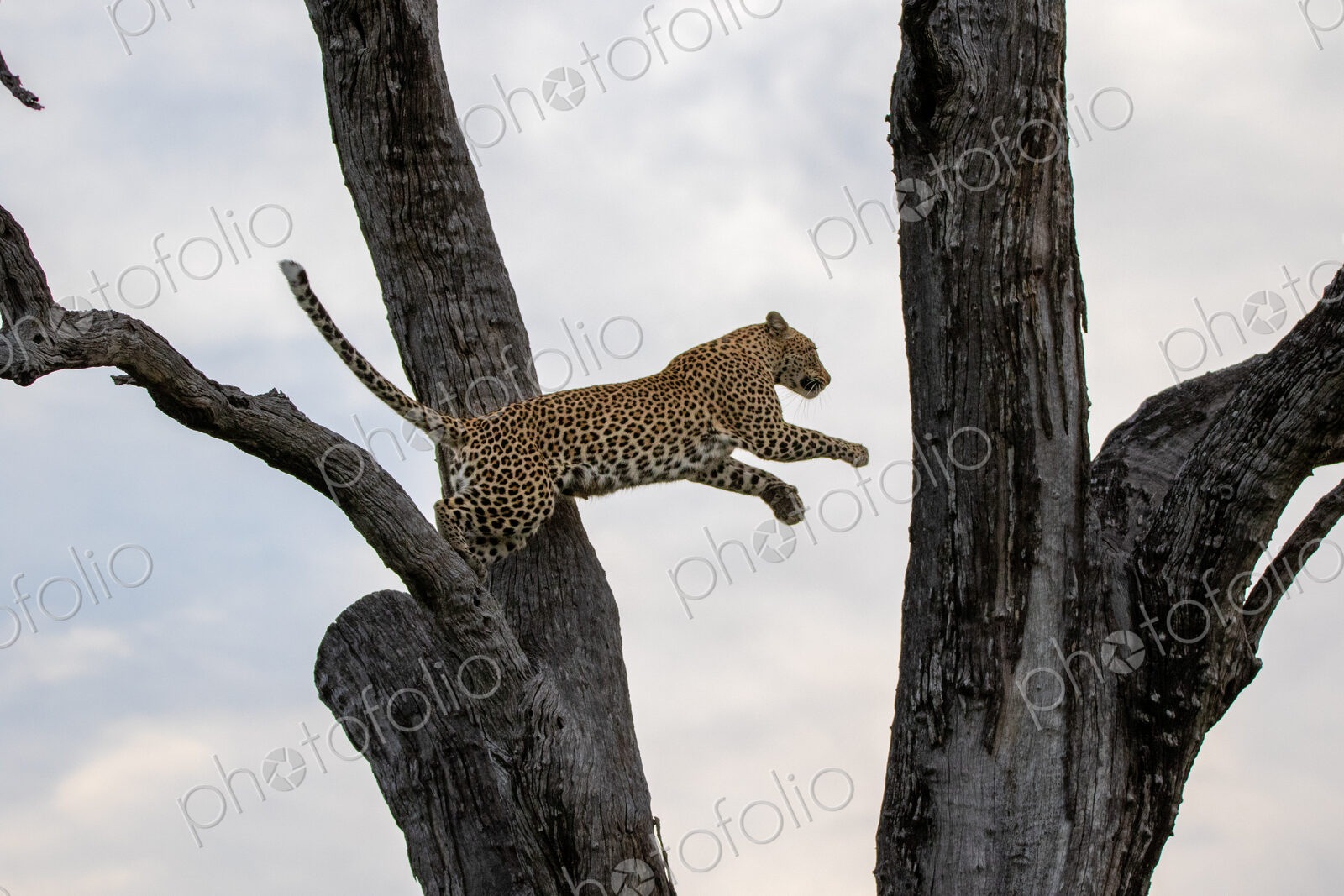A female leopard, Panthera pardus, jumping to a branch.