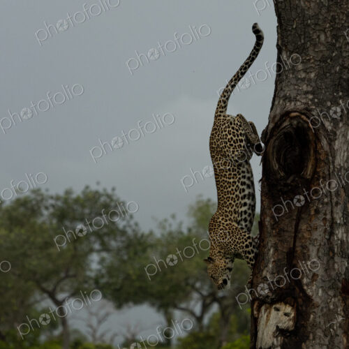 A female leopard, Panthera pardus, leaps down from a tree. A female leopard, Panthera pardus, leaps down from a tree.