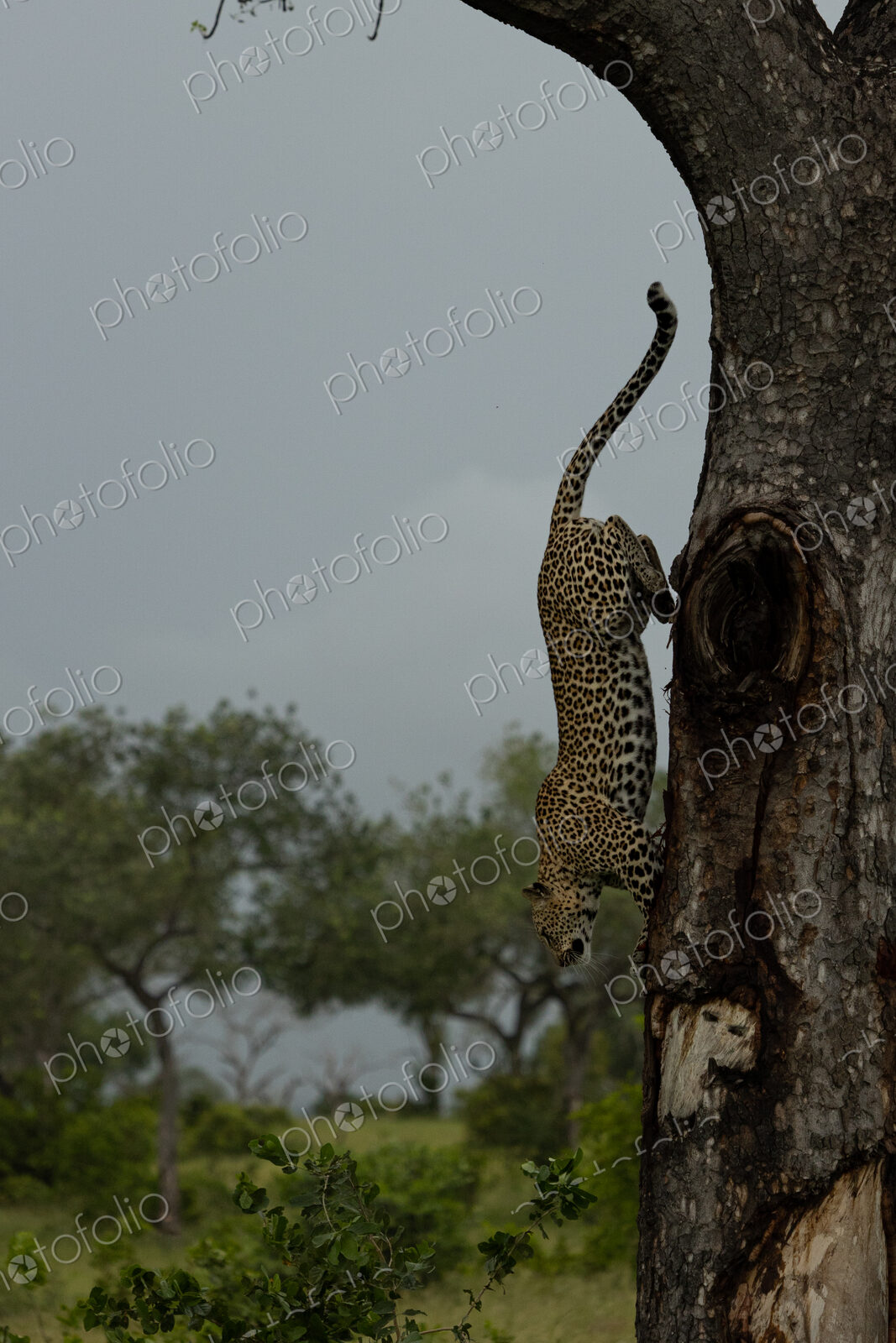 A female leopard, Panthera pardus, leaps down from a tree.