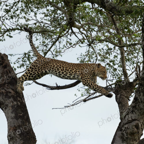 A female leopard, Panthera pardus, leaps from a tree. A female leopard, Panthera pardus, leaps from a tree.