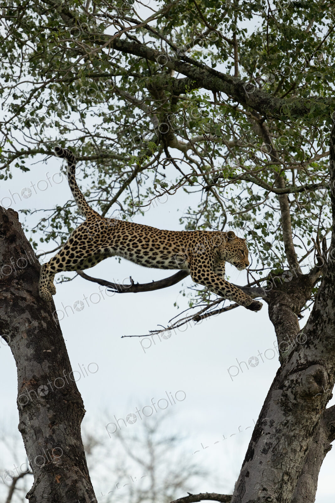 A female leopard, Panthera pardus, leaps from a tree.