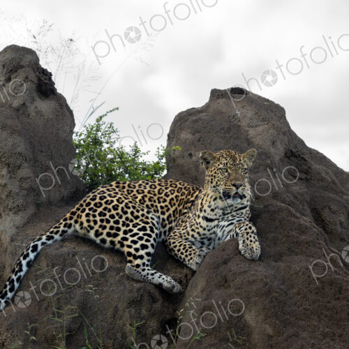 A female leopard, Panthera pardus, lies down on a termite mound. A female leopard, Panthera pardus, lies down on a termite mound.