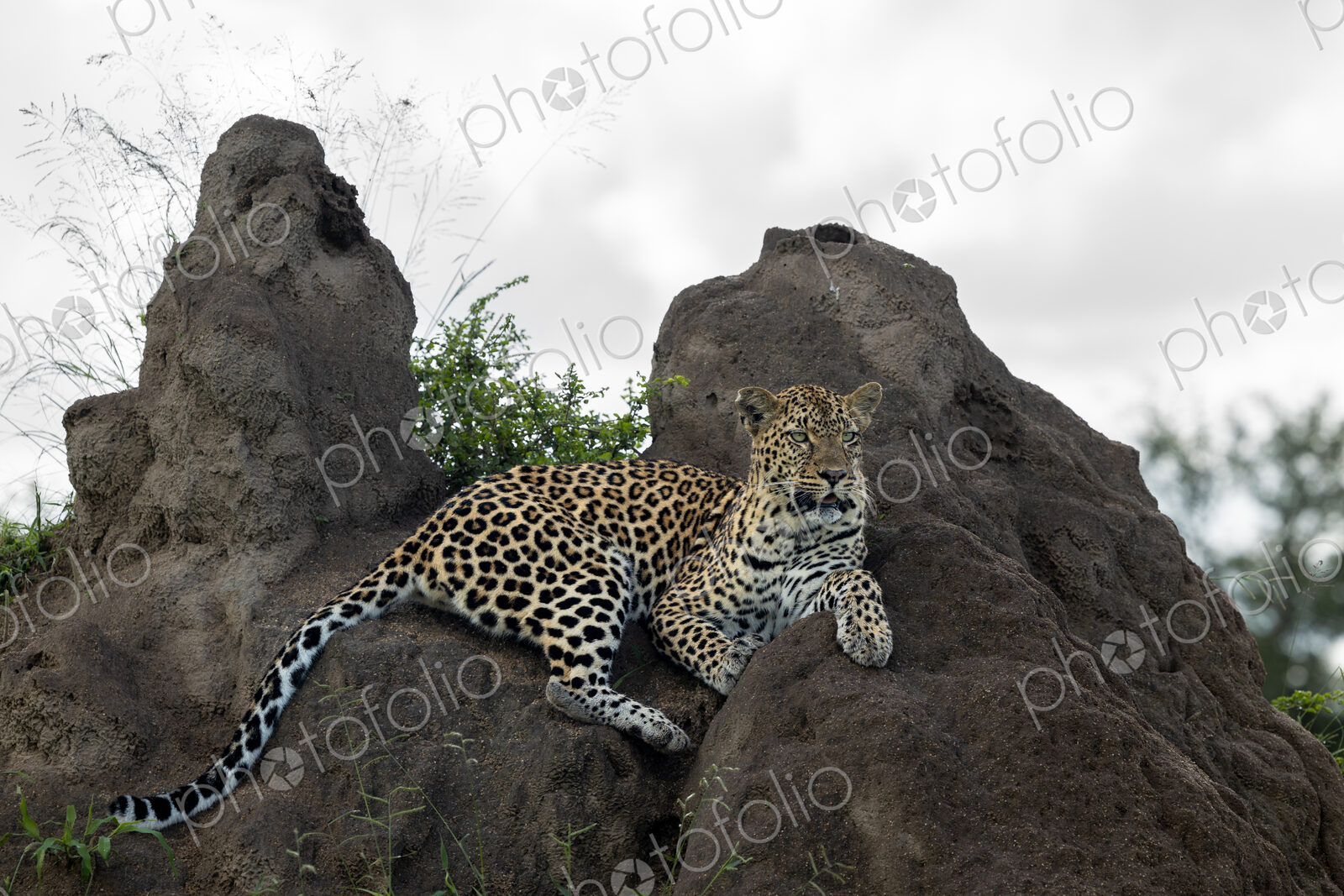 A female leopard, Panthera pardus, lies down on a termite mound.