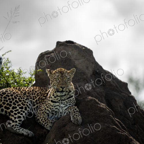 A female leopard, Panthera pardus, lies down on a termite mound.