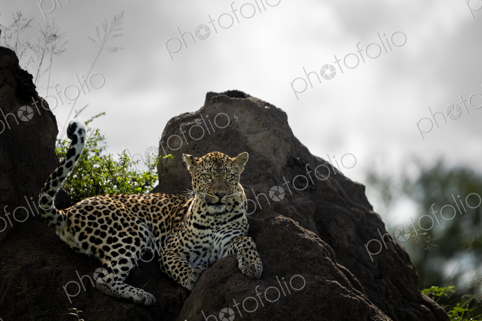 A female leopard, Panthera pardus, lies down on a termite mound.
