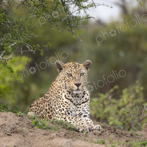 A female leopard, Panthera pardus, lying down, direct gaze.