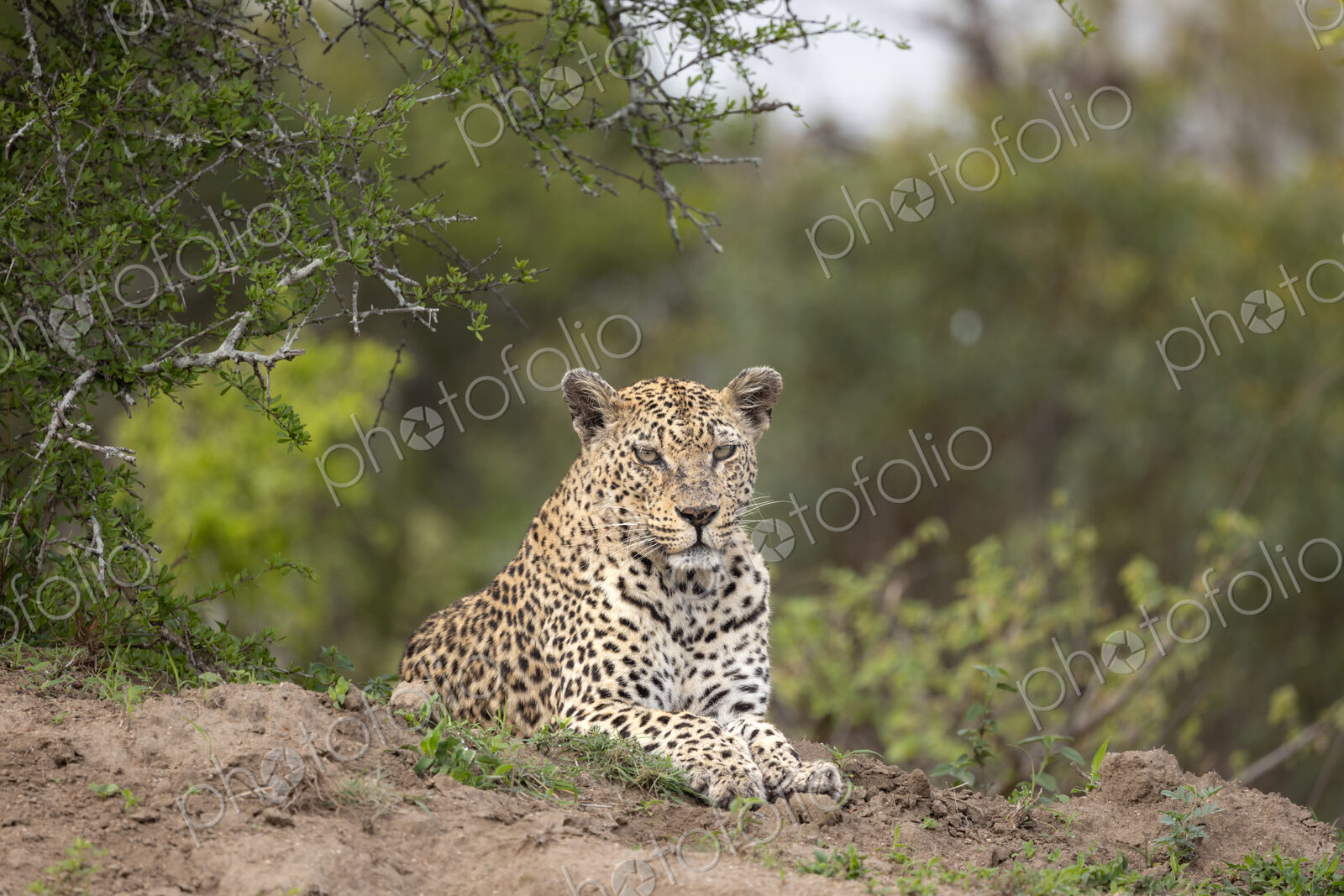 A female leopard, Panthera pardus, lying down, direct gaze.