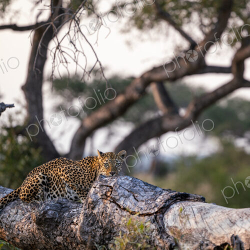 A female leopard, Panthera pardus, lying down on a log. A female leopard, Panthera pardus, lying down on a log.