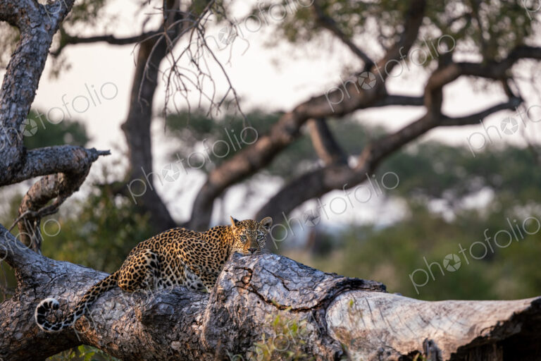 A female leopard, Panthera pardus, lying down on a log.