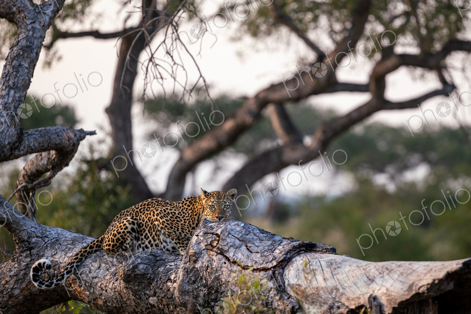 A female leopard, Panthera pardus, lying down on a log.