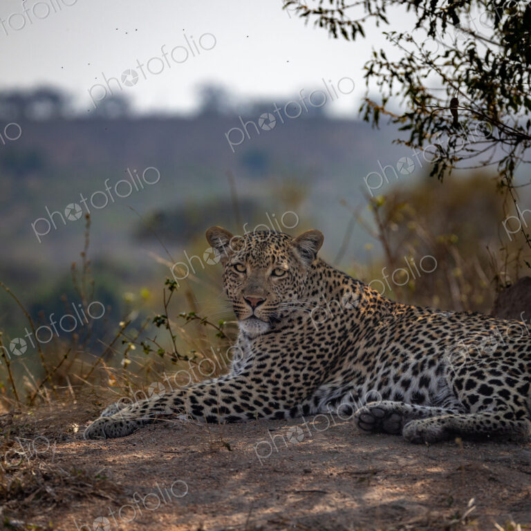 A female leopard, Panthera pardus, lying down on a mound, direct gaze.