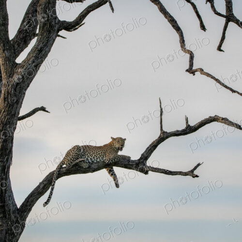 A female leopard, Panthera pardus, lying in a dead leadwood tree.