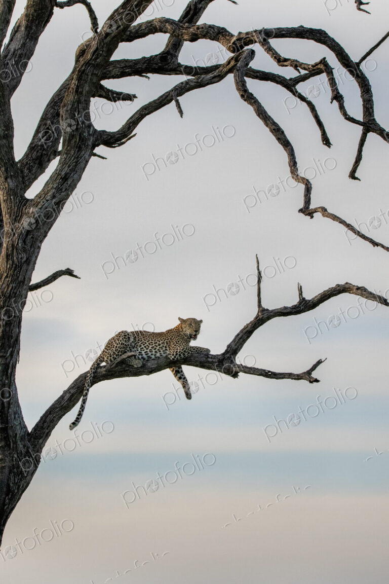 A female leopard, Panthera pardus, lying in a dead leadwood tree.