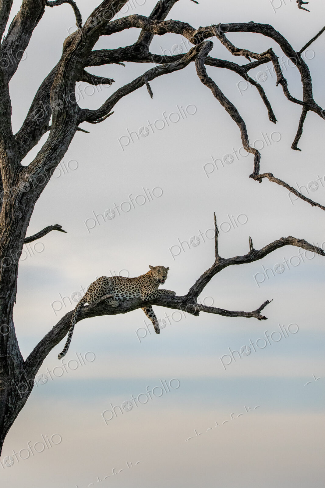 A female leopard, Panthera pardus, lying in a dead leadwood tree.