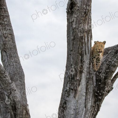 A female leopard, Panthera pardus, lying in a dead leadwood tree, in black and white.
