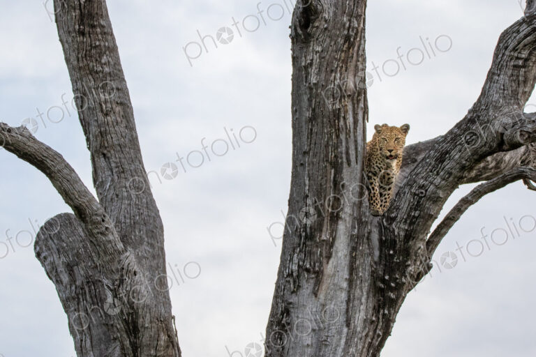A female leopard, Panthera pardus, lying in a dead leadwood tree, in black and white.