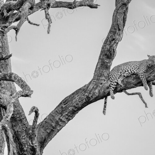 A female leopard, Panthera pardus, lying in a dead leadwood tree, in black and white.