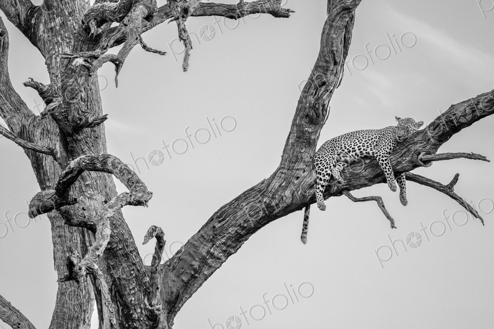 A female leopard, Panthera pardus, lying in a dead leadwood tree, in black and white.