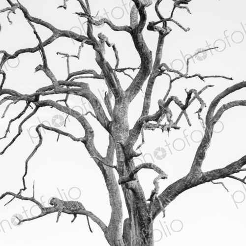A female leopard, Panthera pardus, lying in a dead leadwood tree, in black and white.