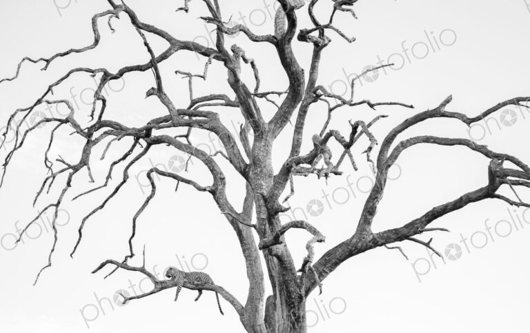 A female leopard, Panthera pardus, lying in a dead leadwood tree, in black and white.