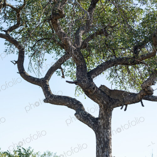 A female leopard, Panthera pardus, lying in a marula tree, Sclerocarya birrea. A female leopard, Panthera pardus, lying in a marula tree, Sclerocarya birrea.