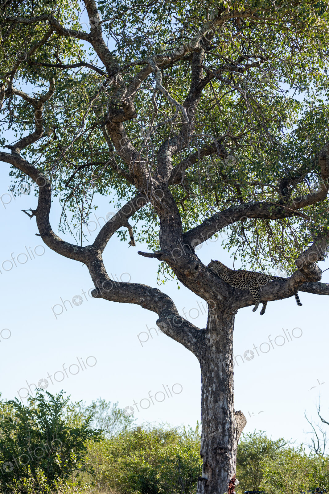 A female leopard, Panthera pardus, lying in a marula tree, Sclerocarya birrea.