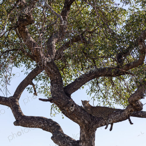 A female leopard, Panthera pardus, lying in a marula tree, Sclerocarya birrea. A female leopard, Panthera pardus, lying in a marula tree, Sclerocarya birrea.