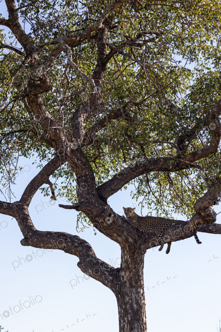 A female leopard, Panthera pardus, lying in a marula tree, Sclerocarya birrea.
