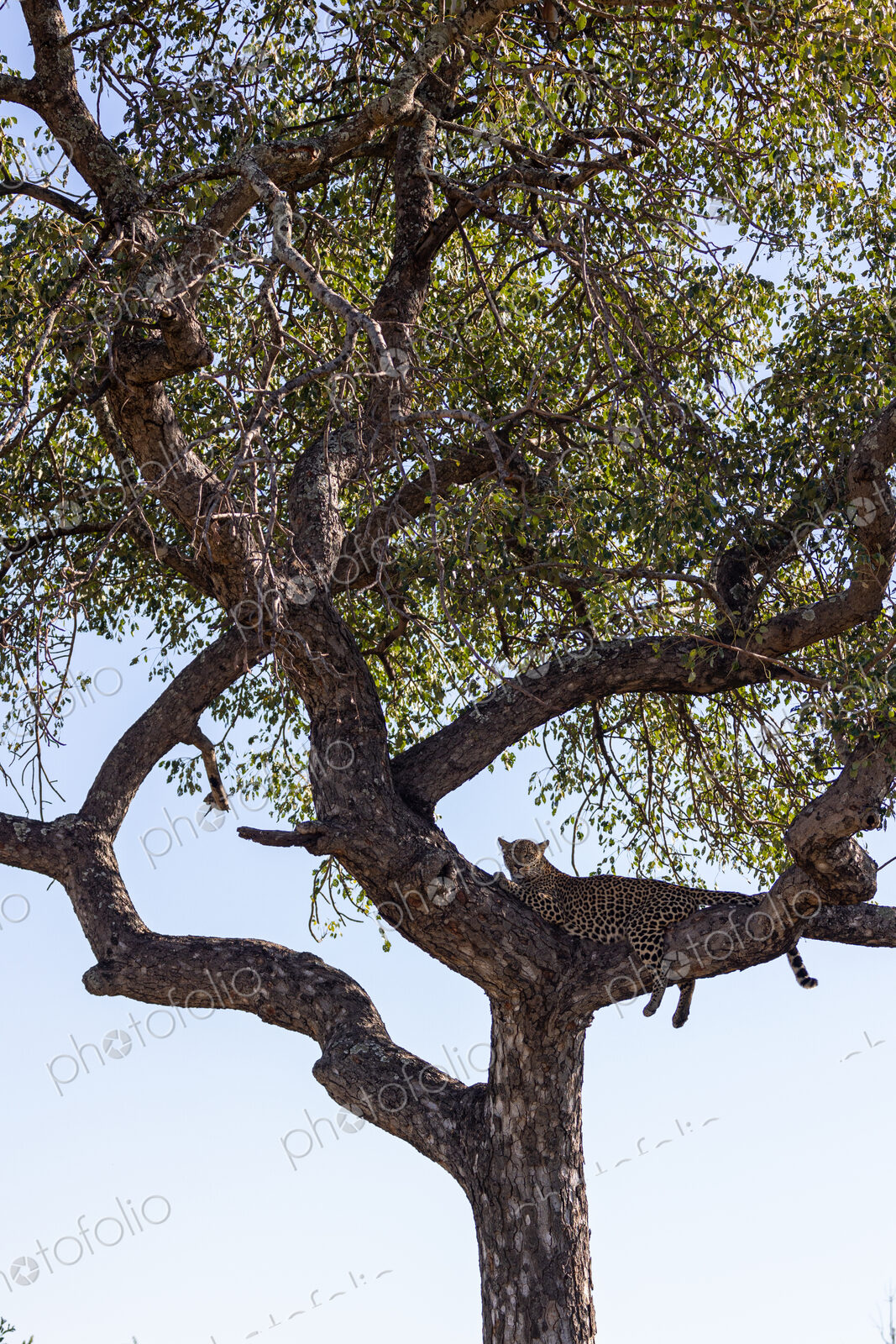 A female leopard, Panthera pardus, lying in a marula tree, Sclerocarya birrea.