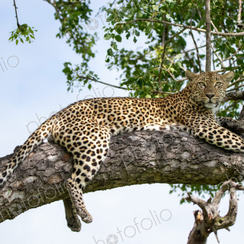 A female leopard, Panthera pardus, lying in a tree.
