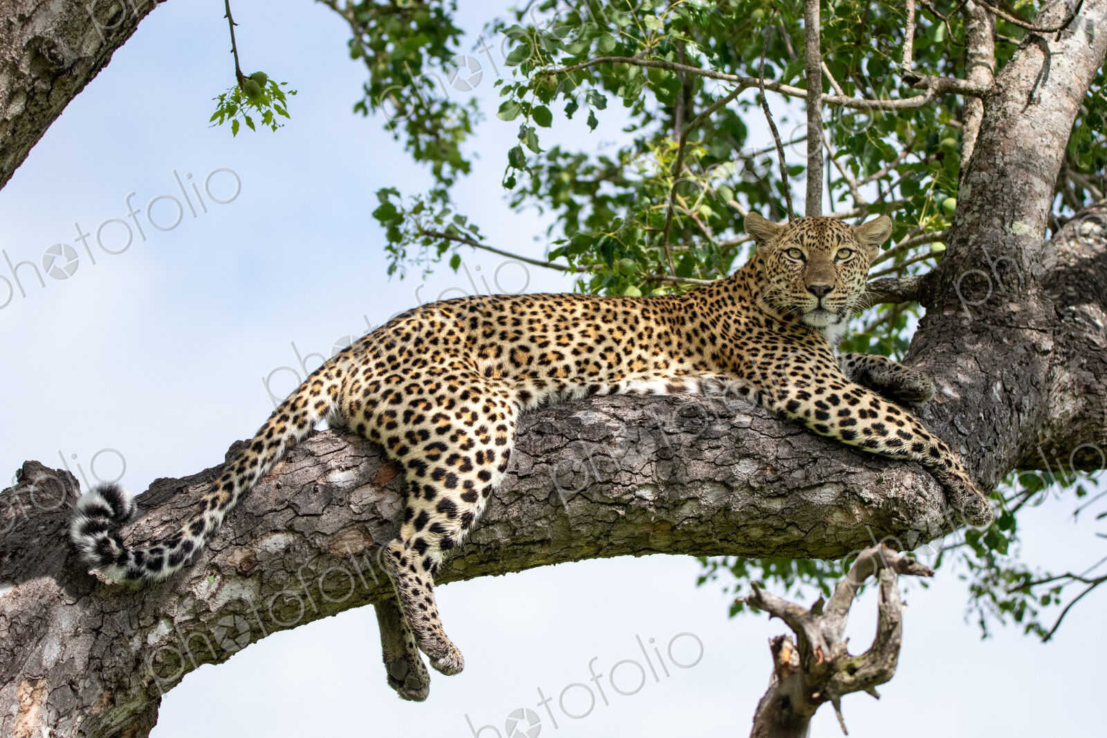 A female leopard, Panthera pardus, lying in a tree.