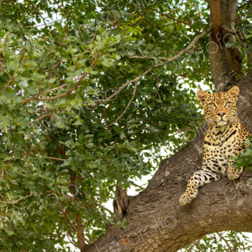 A female leopard, Panthera pardus, lying in a tree. A female leopard, Panthera pardus, lying in a tree.