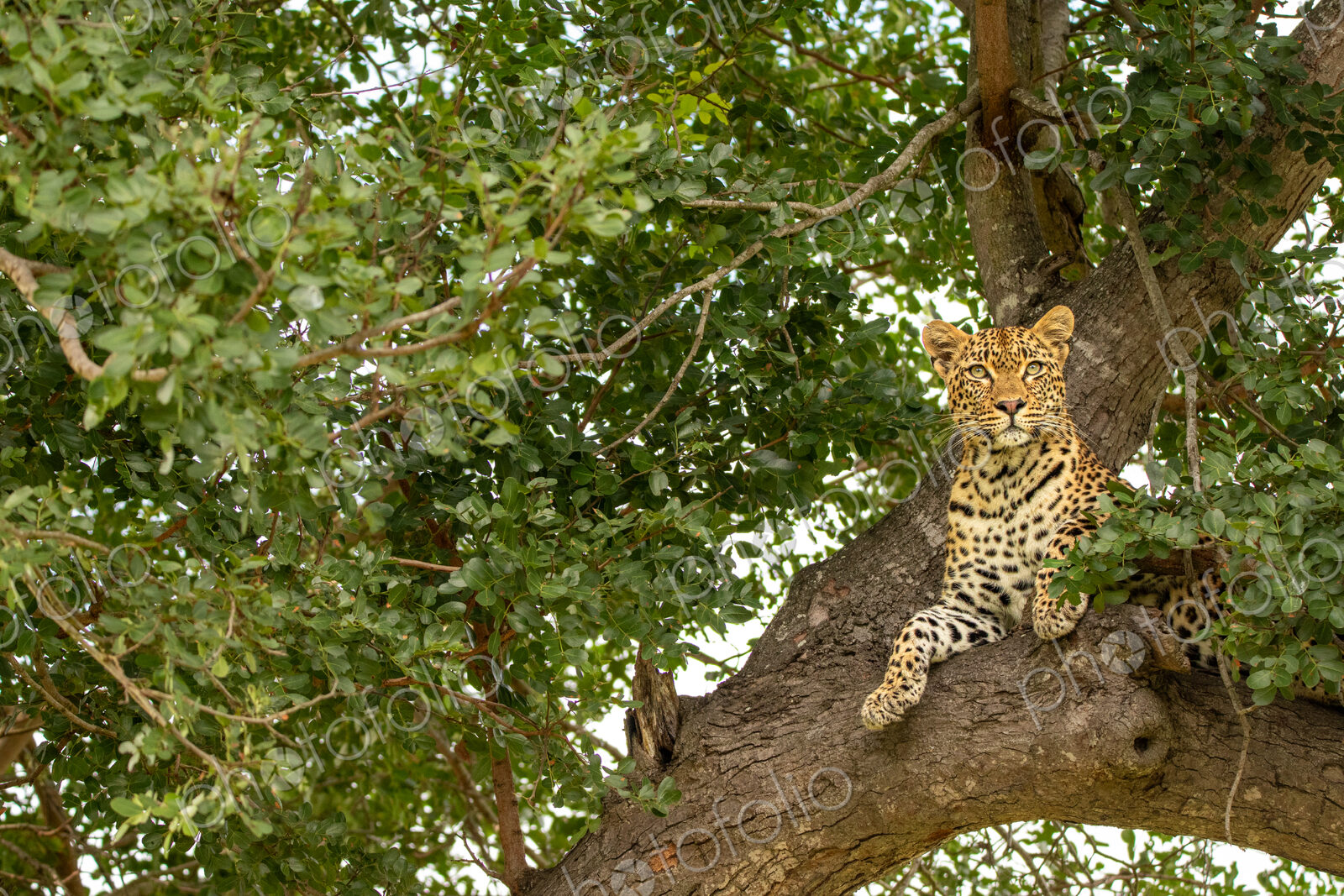A female leopard, Panthera pardus, lying in a tree.