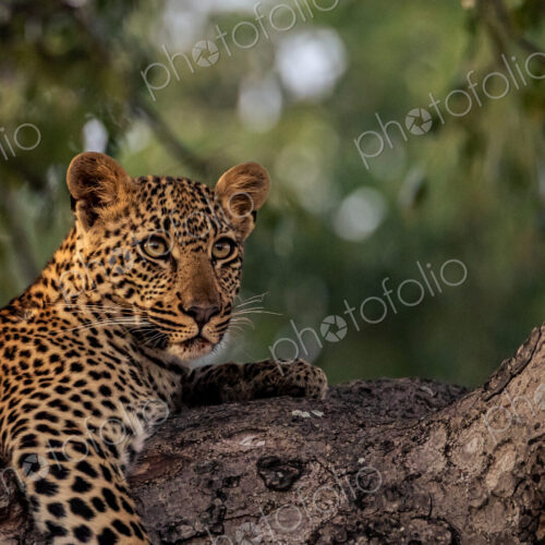 A female leopard, Panthera pardus, lying in a tree, close-up.