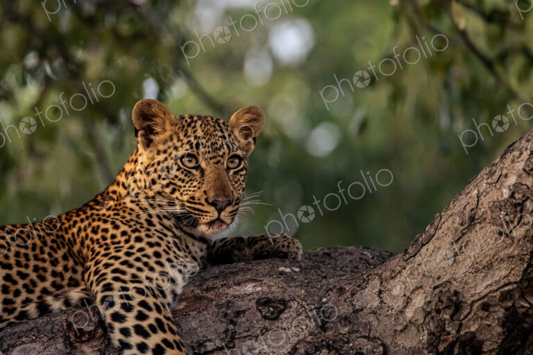 A female leopard, Panthera pardus, lying in a tree, close-up.