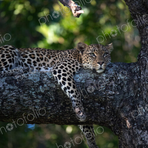 A female leopard, Panthera pardus, lying in a tree, looking up. A female leopard, Panthera pardus, lying in a tree, looking up.