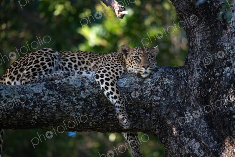 A female leopard, Panthera pardus, lying in a tree, looking up.