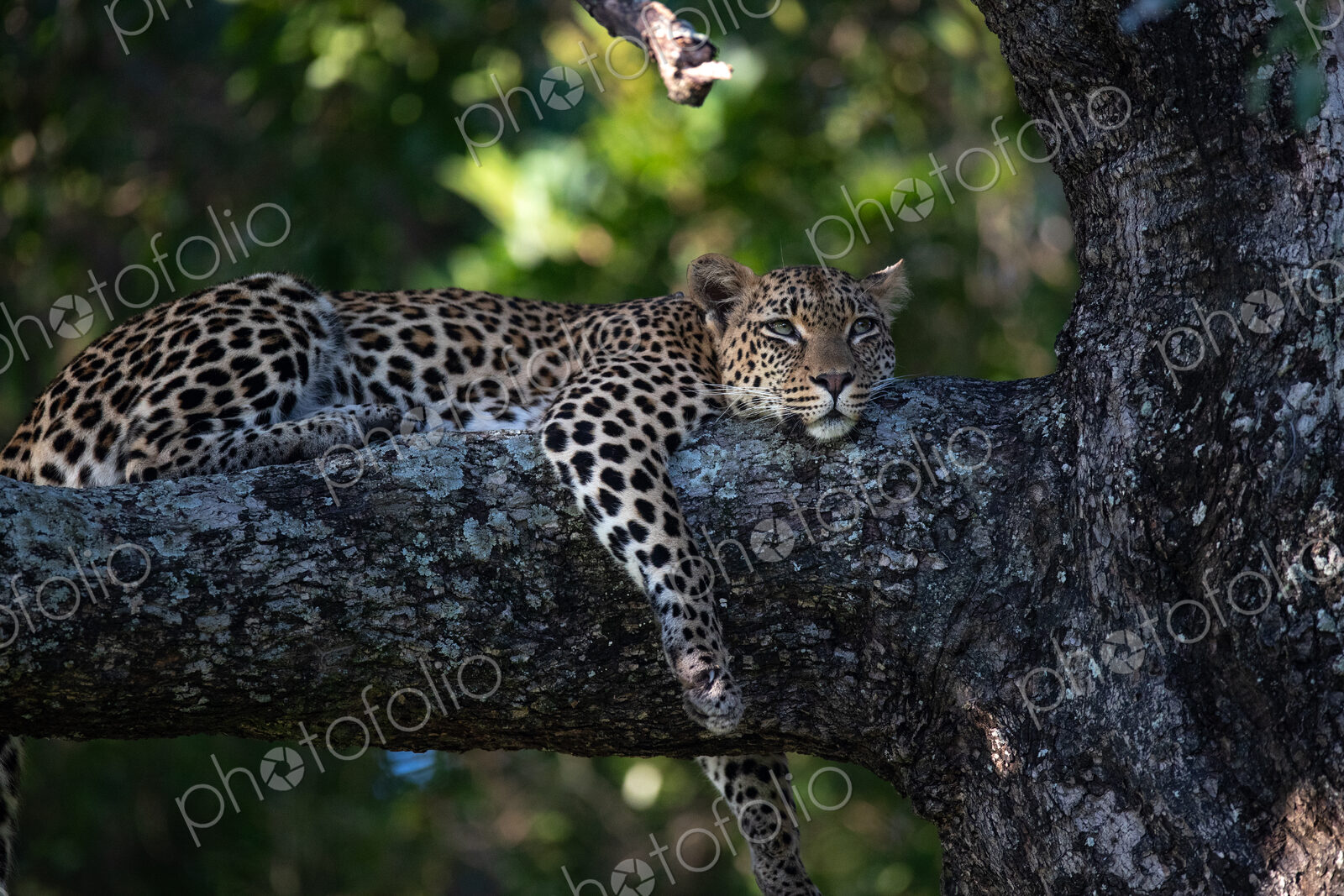 A female leopard, Panthera pardus, lying in a tree, looking up.