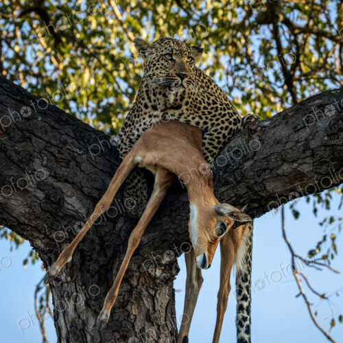 A female leopard, Panthera pardus, lying in a tree, with an impala kill. A female leopard, Panthera pardus, lying in a tree, with an impala kill.