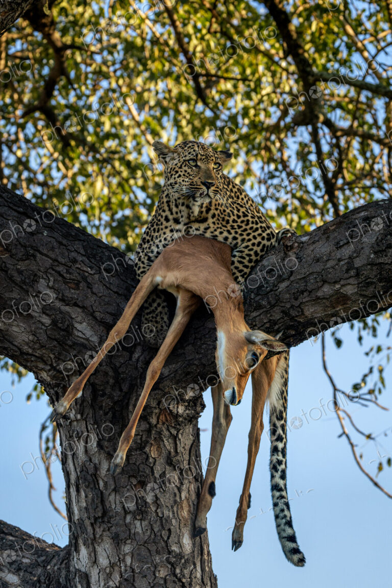 A female leopard, Panthera pardus, lying in a tree, with an impala kill.